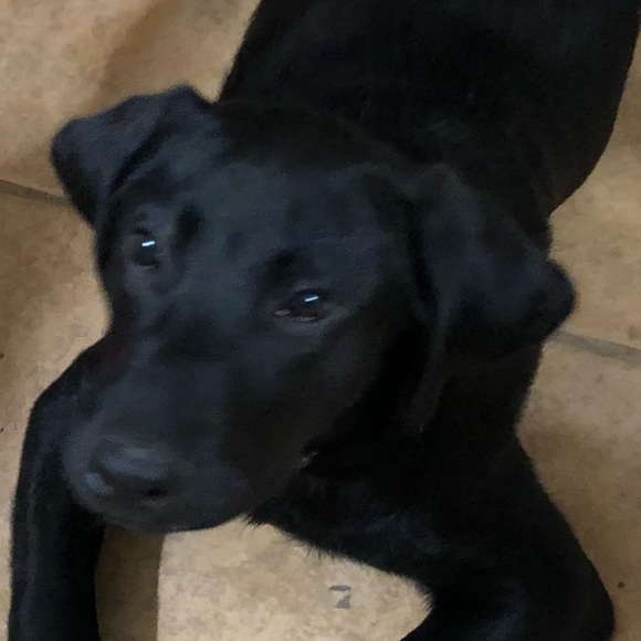 Meet your Posher, Shannon - Picture 4 of 8